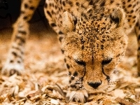 Gepard