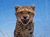 Gepard