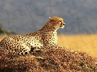Gepard, Natura