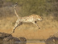 Skok, Gepard, Kamienie