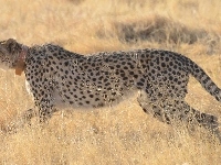 Gepard, Trawa