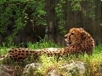 Trawa, Gepard, Kamienie