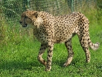 Trawa, Gepard, Ogrodzenie