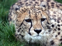 Gepard, Trawa