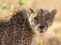 Gepard, Uszy