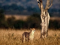 Gepardy