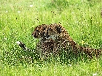 Gepardy, Trawa