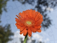 Gerbera, Kwiat, Pomarańczowy