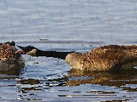 Gęsi, Woda
