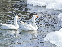 Gęsi, Staw, Zima