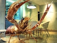 Langusta, Gigantyczna, Mieszkanie