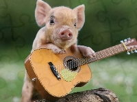 Świnka, Śmieszna, Mała, Gitara