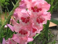 Gladiolus