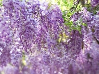 Glicynia