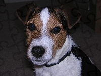 głowa, Jack Russell Terriera