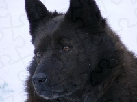 głowa, Schipperke