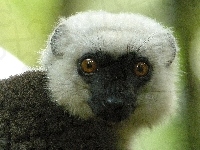 Głowa, Lemur, Sifaka, Oczy