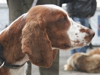 głowa, Springer spaniel walijski