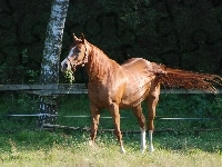 Koń, Gniady, Ogon