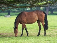 Konik, Gniady, Pastwisko