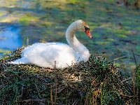 Gniazdo, Łabędź, Biały