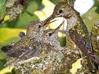 Pisklęta, Ptaki, Kolibry, Gniazdo
