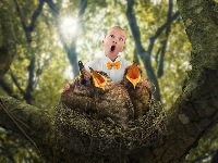 Gniazdo, Drzewo, Chór, Śmieszne, Ptaki, Dziecko