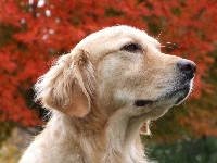 Biszkoptowy, Golden Retriever