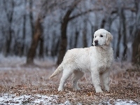 Golden retriever, Młody, Las