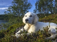 Golden retriever, Pies, Jezioro
