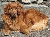 Golden Retriever, Piesek, Kamienia