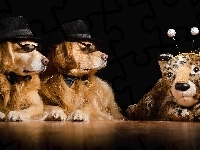 Golden retriever, Dwa, Psy, Maskotka