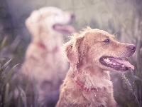 Retriever, Golden, Rozmycie