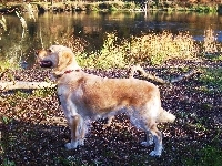 Rzeka, Golden Retriever