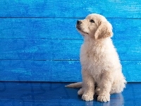 Golden retriever, Tło, Słodki, Szczeniaczek, Niebieskie