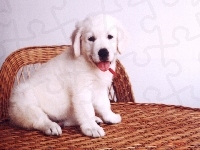 golden, Pies, szczeniak, retriever