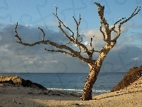 Gołe, Fale, Drzewo, Morze, Plaża, Samotne