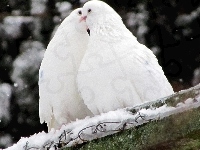 Gołębie, Dwa, Białe, Śnieg