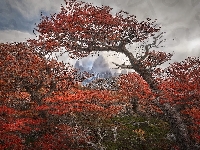 Mgła, Jesień, Patagonia, Argentyna, Drzewa, Góry Andy, Góra, Gałęzie, Park Narodowy Los Glaciares, Fitz Roy