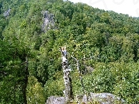 Górski, Las