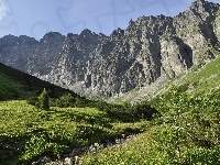 Łąka, Góry, Drzewa