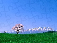 Łąka, Góry, Drzewo