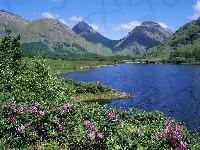 Góry, Jezioro, Azalie, Szkocja
