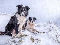 Góry, Psy, Border Collie, Zima