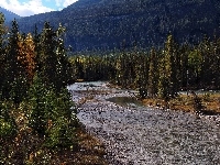 Rzeka, Góry, Kanada, Mount Robson Provincial Park, Drzewa