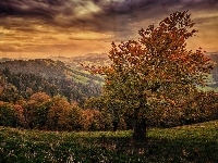 Drzewo, Góry, Jesień