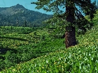 Góry, Drzewo