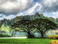 Góry, Oahu, Hawaje, Drzewa