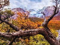 Drzewa, Patagonia, Argentyna, Góry, Konary, Jesień