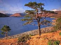Jezioro, Góry, Drzewo